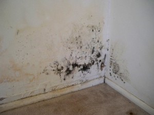 Residential Mold Remediation Lawrence IL